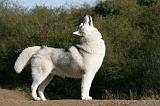 SIBERIAN HUSKY 842